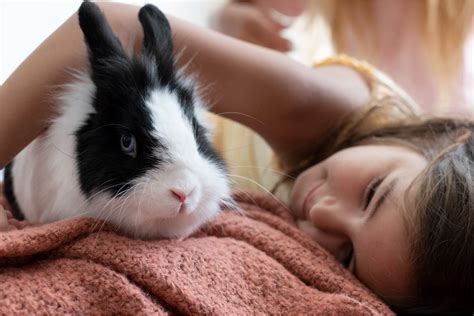 兔子飼養空間|【新手必看】養兔子要注意什麼？8個兔奴的注意事項